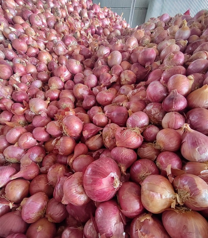 Garva Onion from India